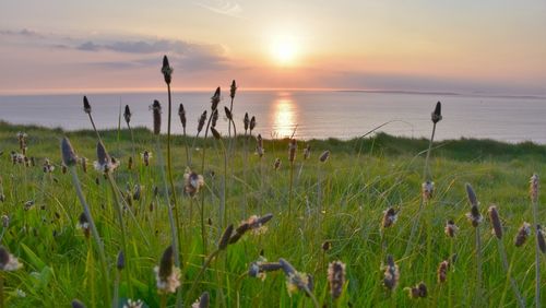 Sun setting across a field