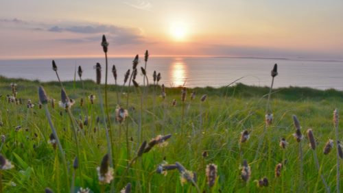 sunset moving across peaceful field and sea.
