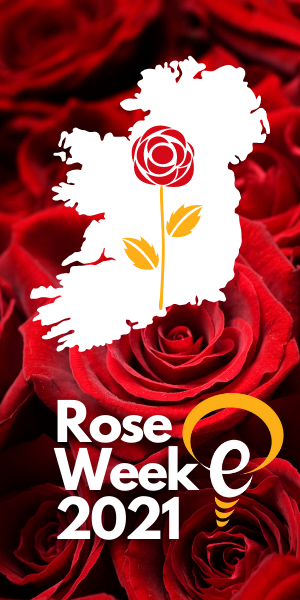 Image of map of Ireland with Rose Background