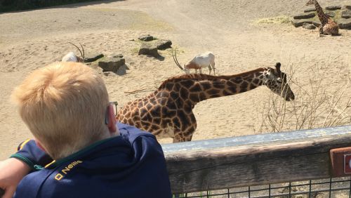 Child looking at a Giraffe 