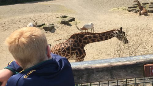 Child looking at a Giraffe