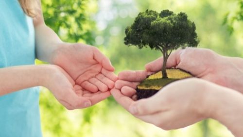 a pair of hands holding a small tree and handing it to another smaller pair of hands