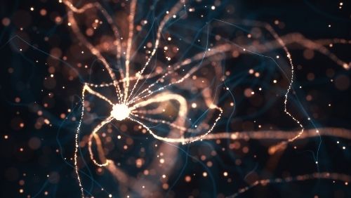 Microscopic of Vagus Nerve