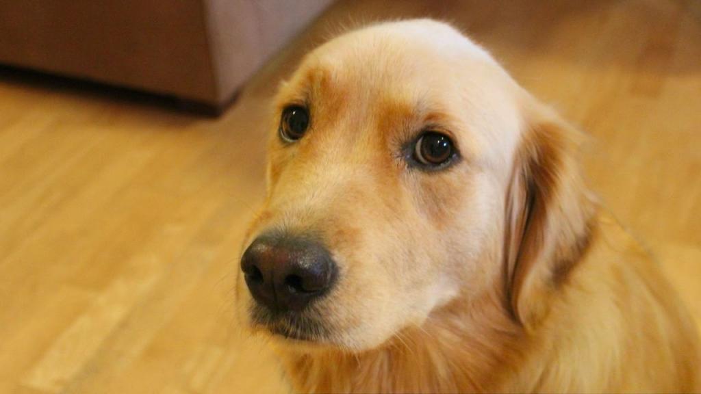 Dogs can detect seizures by smell according to study Epilepsy Ireland