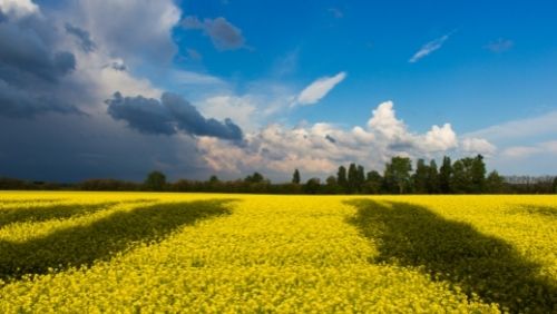 Image of a field of yellow flowers and blue sky, showing national colours of Ukraine flag