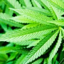 Cannabis Plant 